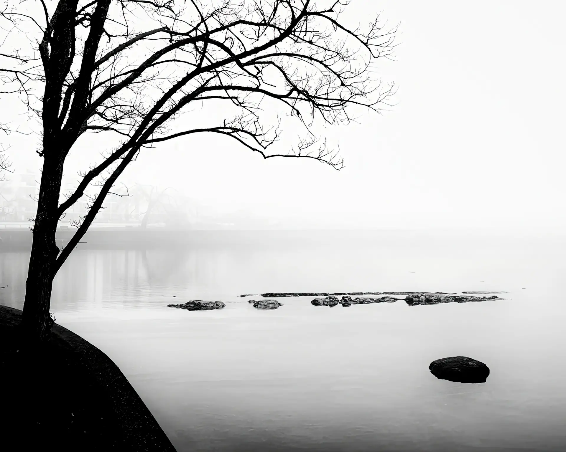 Silhouetted tree on foggy shore.